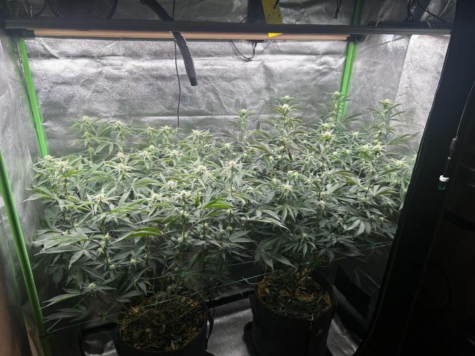 Pina Colada. Week 8