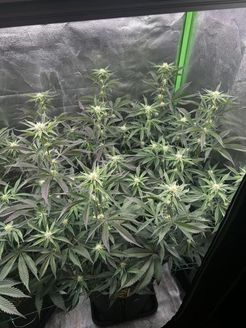 Pina Colada. Week 8