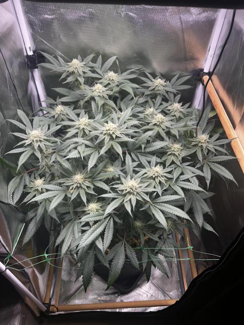 Bananaconda #4. Week 10