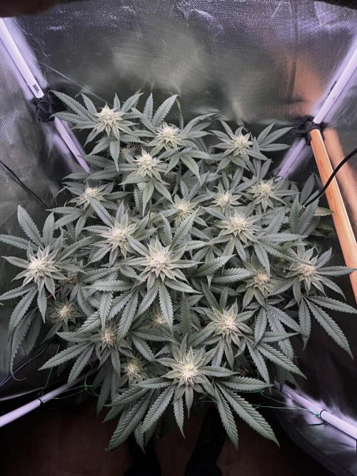 Bananaconda #4. Week 10