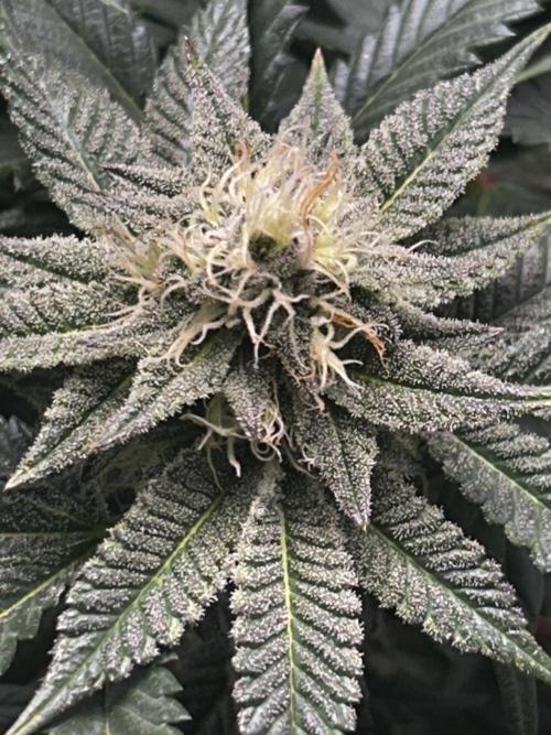 Bananaconda #4. Week 10