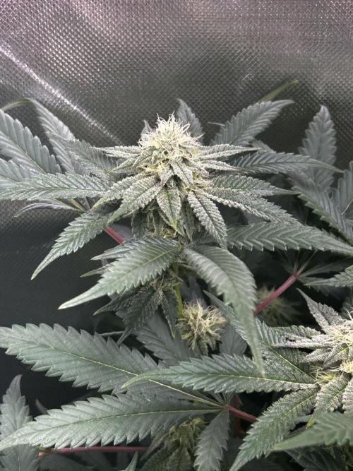 Bananaconda #4. Week 10