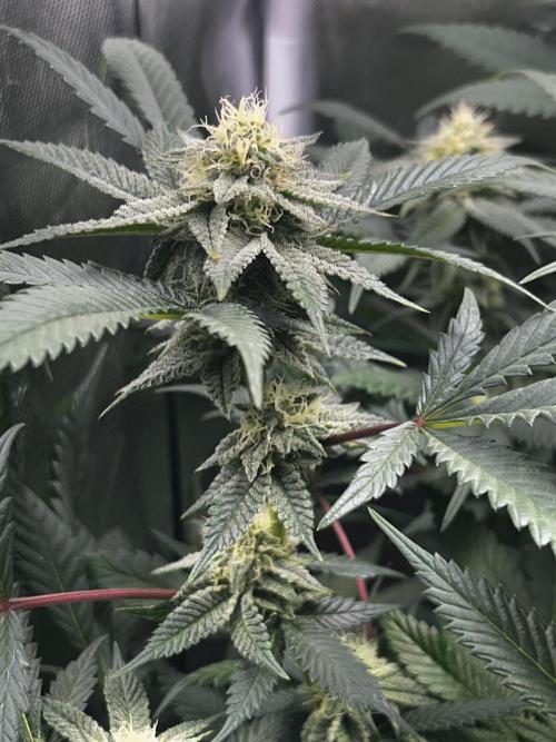 Bananaconda #4. Week 10