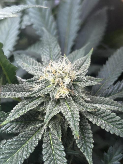 Bananaconda #4. Week 10