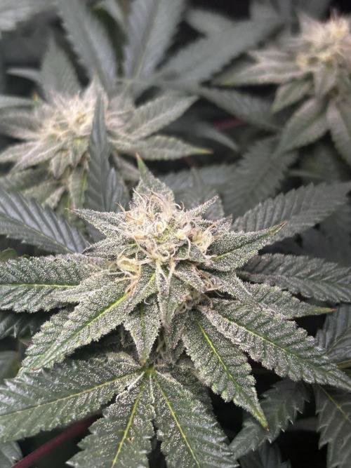 Bananaconda #4. Week 10