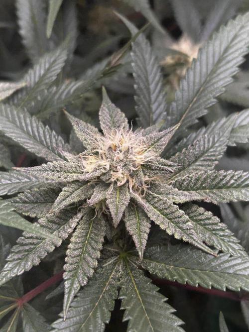 Bananaconda #4. Week 10