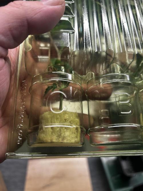 Thin Mintz x Jealousy - no till. Week 1