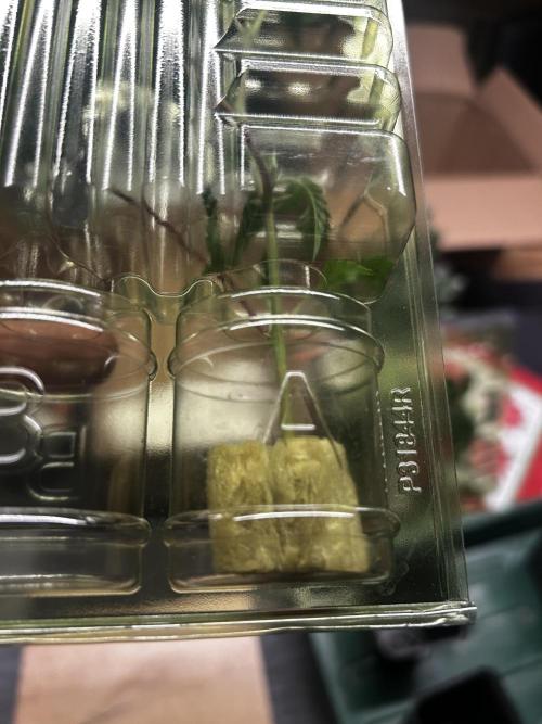 Thin Mintz x Jealousy - no till. Week 1