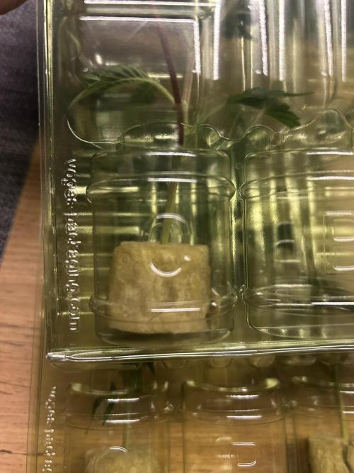 Thin Mintz x Jealousy - no till. Week 1