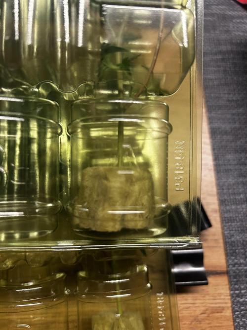 Thin Mintz x Jealousy - no till. Week 1