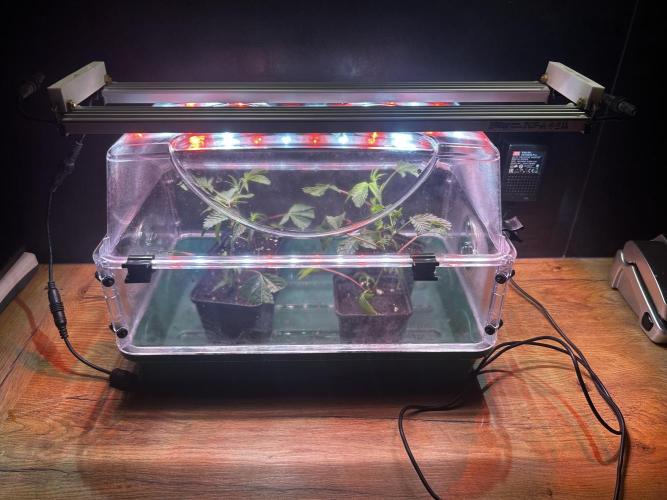 Thin Mintz x Jealousy - no till. Week 1