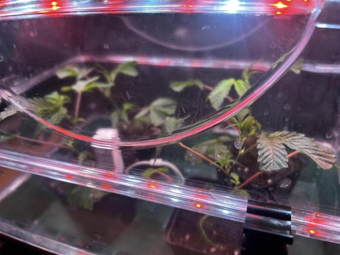 Thin Mintz x Jealousy - no till. Week 1