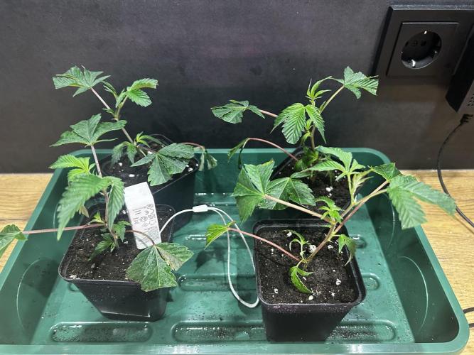 Thin Mintz x Jealousy - no till. Week 1