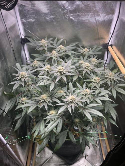 Bananaconda #4. Week 11