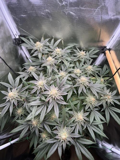 Bananaconda #4. Week 11