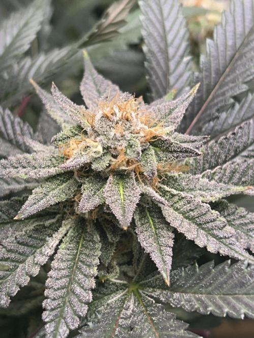 Bananaconda #4. Week 11