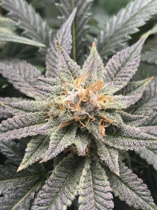 Bananaconda #4. Week 11