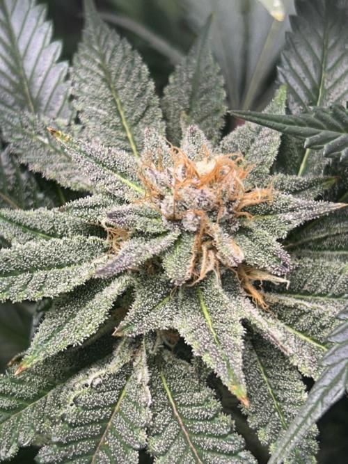 Bananaconda #4. Week 11