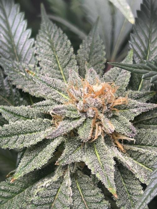 Bananaconda #4. Week 11