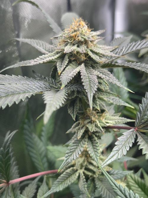 Bananaconda #4. Week 11