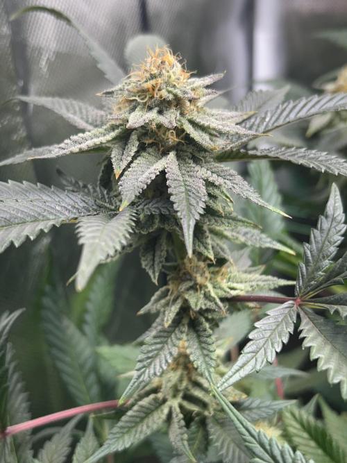 Bananaconda #4. Week 11