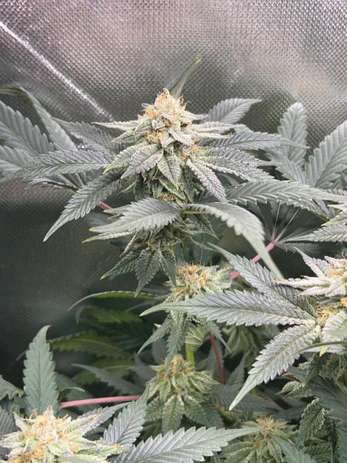 Bananaconda #4. Week 11