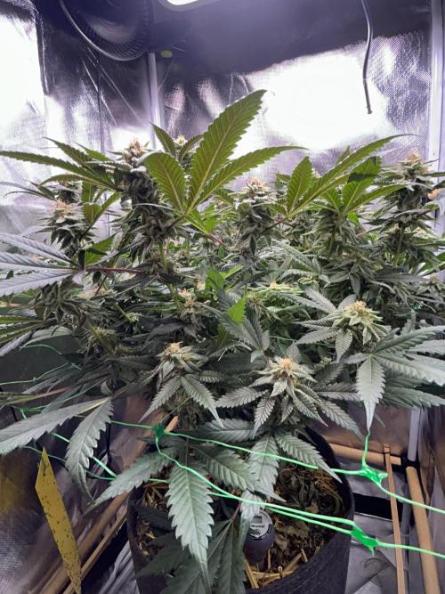 Bananaconda #4. Week 11