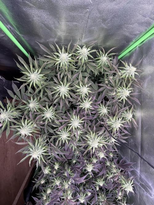 Permanent Chimera #35. Week 9