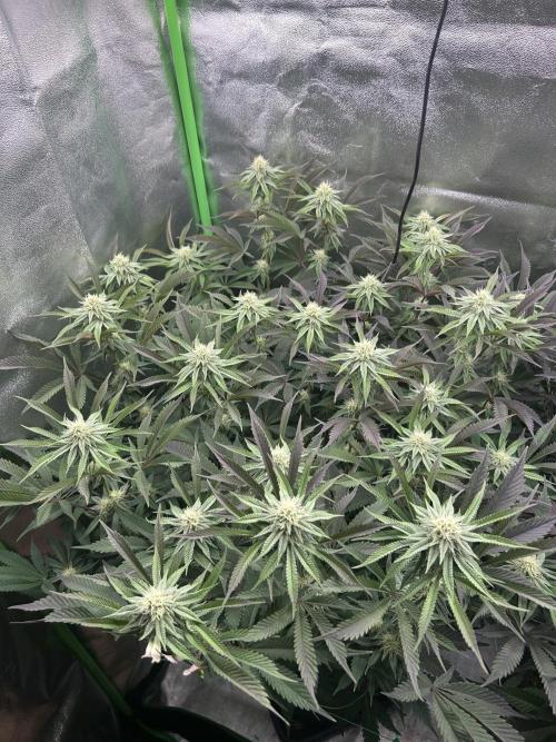 Permanent Chimera #35. Week 9