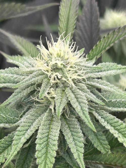 Permanent Chimera #35. Week 9