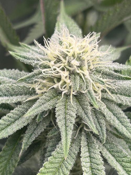 Permanent Chimera #35. Week 9