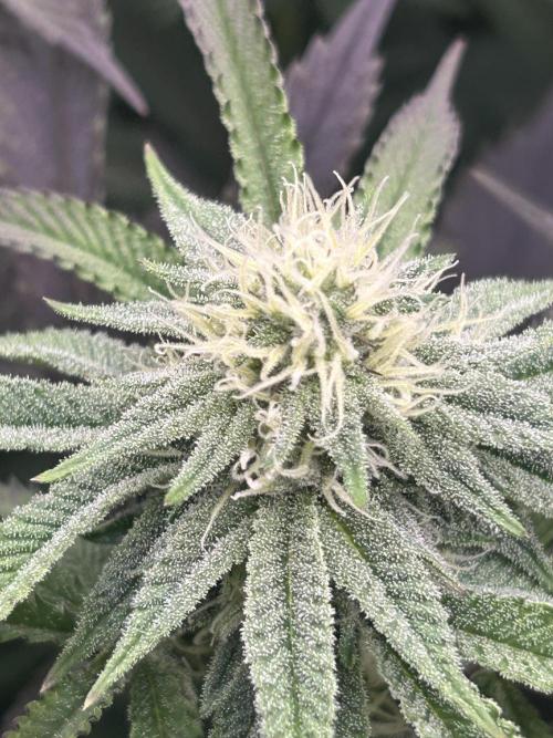 Permanent Chimera #35. Week 9