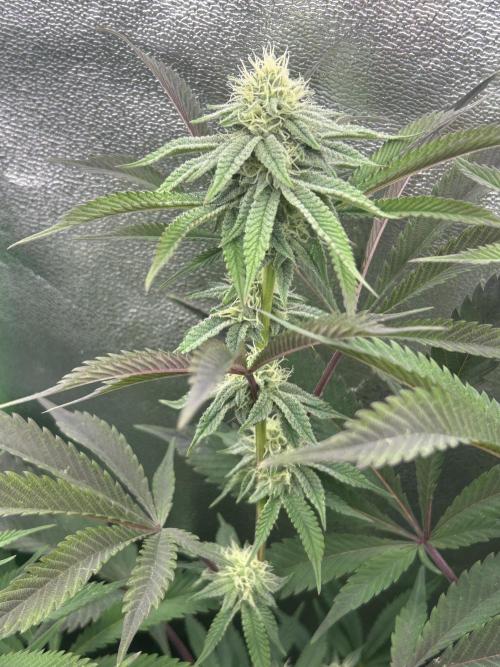 Permanent Chimera #35. Week 9