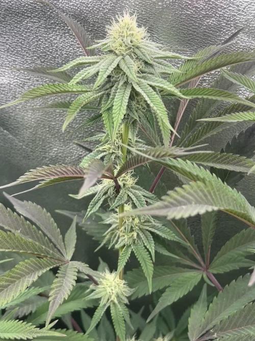 Permanent Chimera #35