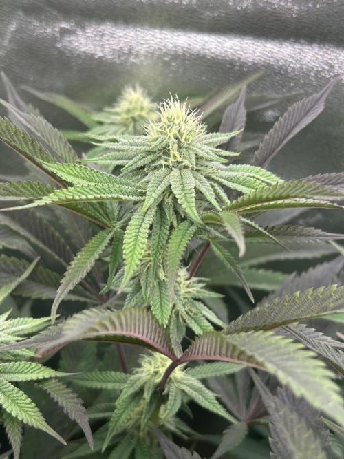 Permanent Chimera #35. Week 9