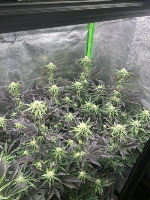 Pina Colada. Week 9