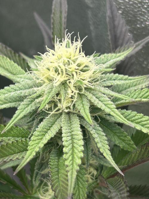 Pina Colada. Week 9