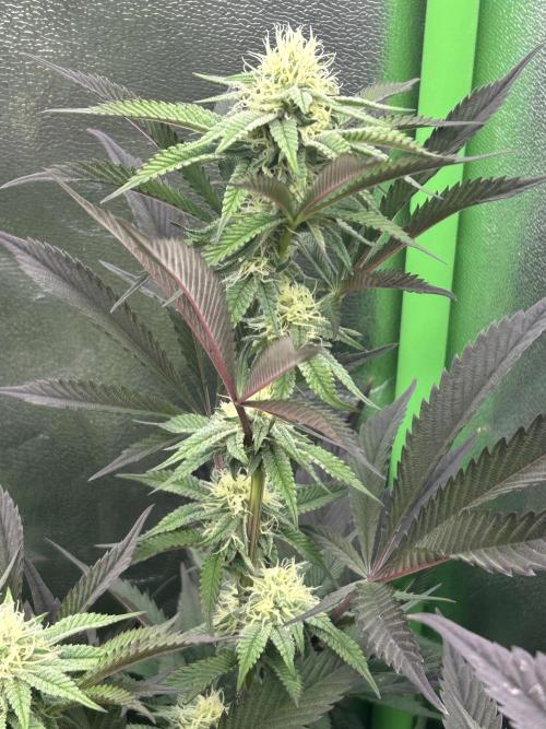 Pina Colada. Week 9