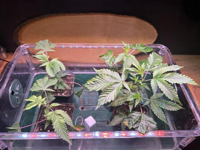 Thin Mintz x Jealousy - no till. Week 2