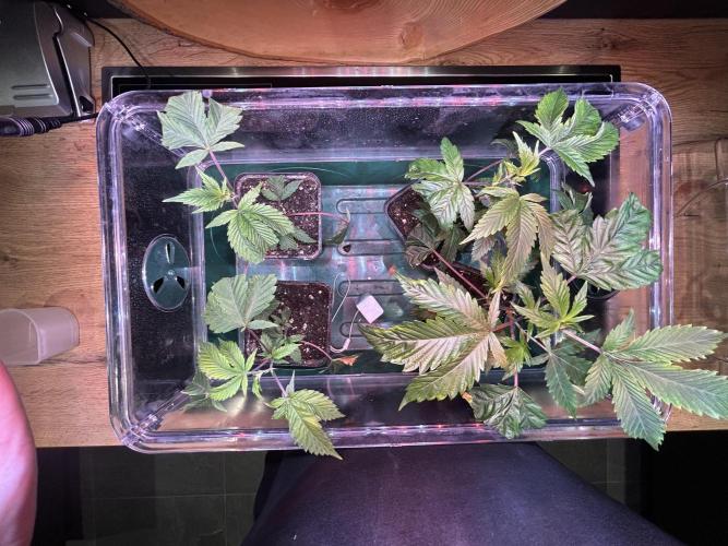 Thin Mintz x Jealousy - no till. Week 2