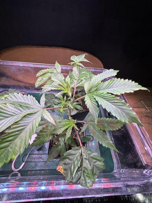 Thin Mintz x Jealousy - no till. Week 2