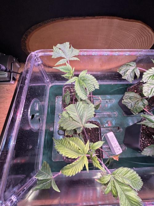 Thin Mintz x Jealousy - no till. Week 2