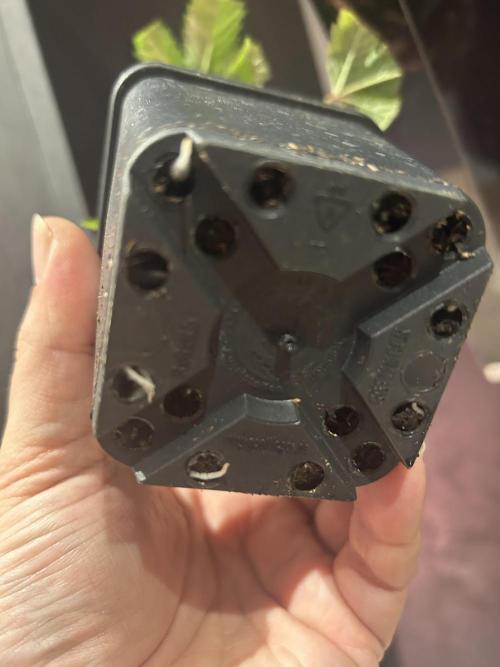 Thin Mintz x Jealousy - no till. Week 2