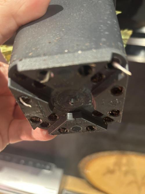 Thin Mintz x Jealousy - no till. Week 2