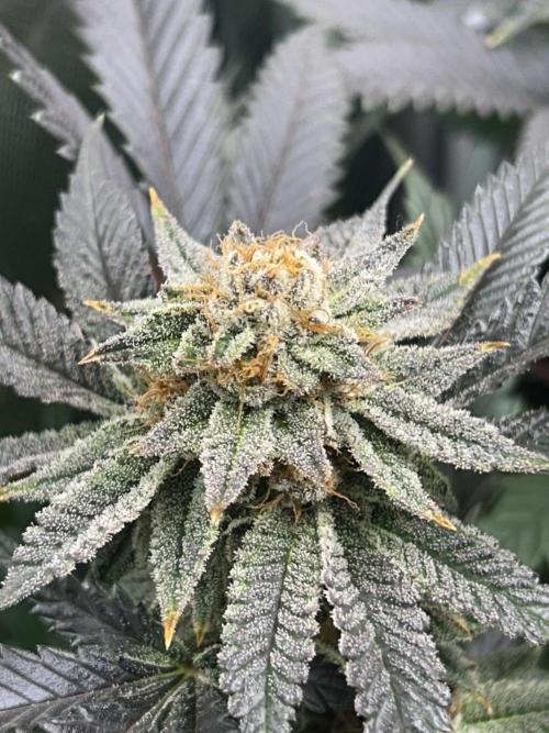 Bananaconda #4. Week 12