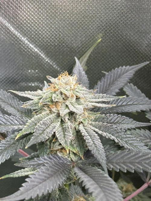 Bananaconda #4. Week 12