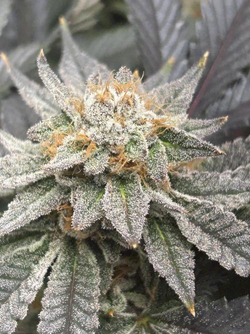 Bananaconda #4. Week 12