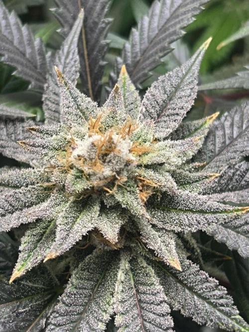 Bananaconda #4. Week 12