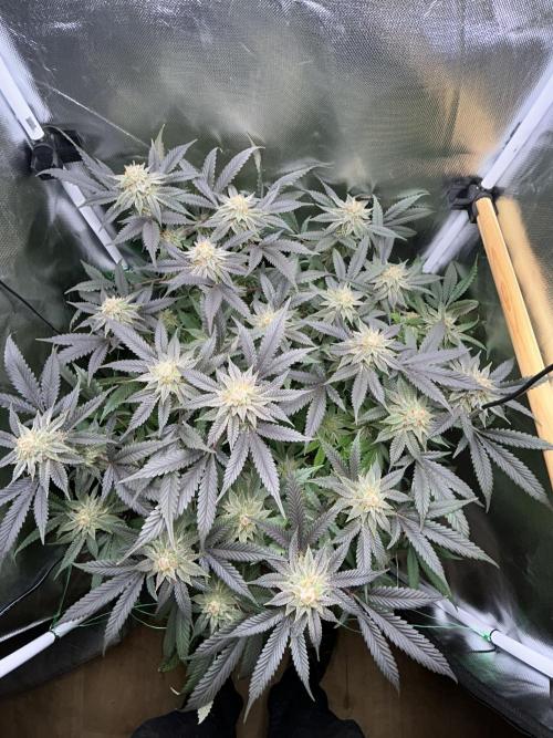 Bananaconda #4. Week 12