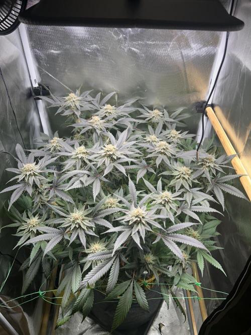 Bananaconda #4. Week 12